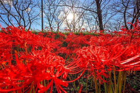 彼岸花開花|彼岸花の名所 ※見頃・開花状況・アクセス